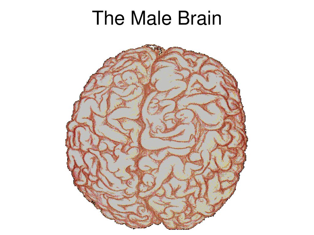 the male brain book torrent